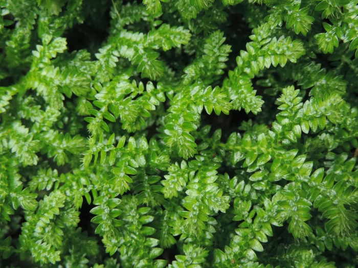 Selaginella muscosa