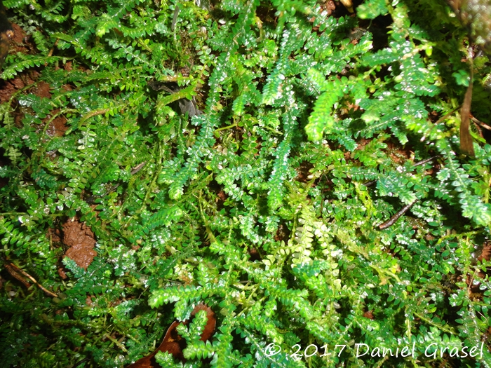 Selaginella muscosa