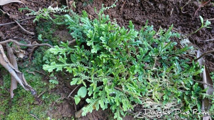 Selaginella muscosa