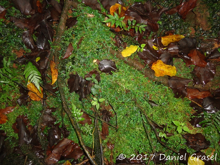 Selaginella muscosa