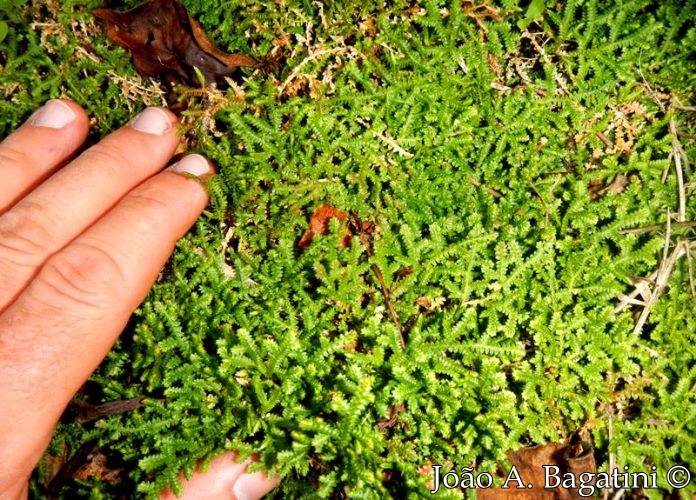 Selaginella muscosa