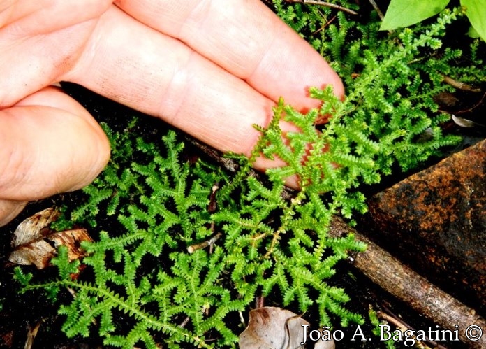 Selaginella muscosa