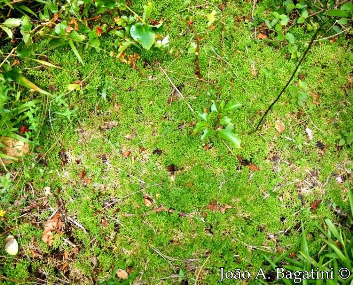 Selaginella muscosa