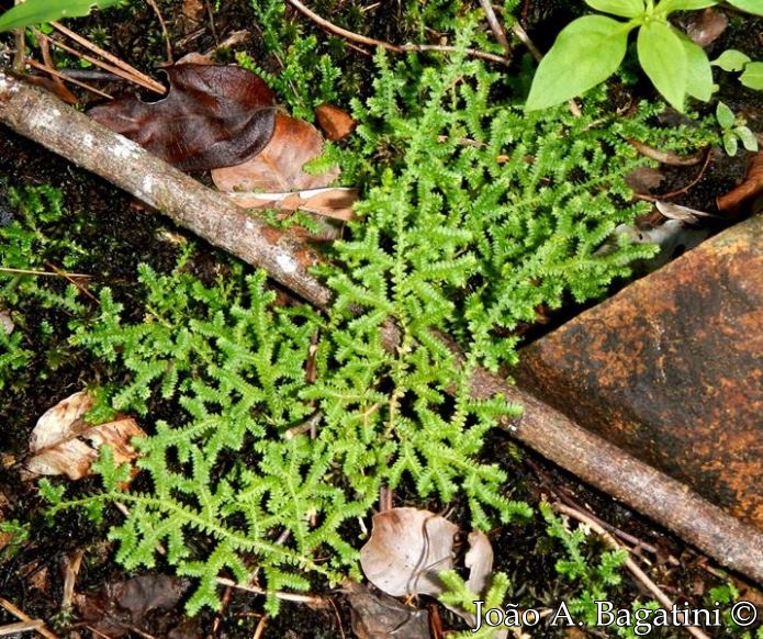 Selaginella muscosa