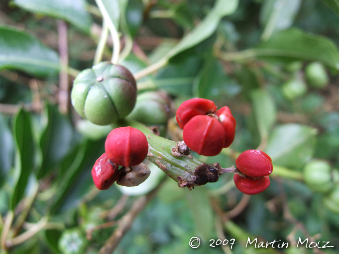 Sapium glandulosum