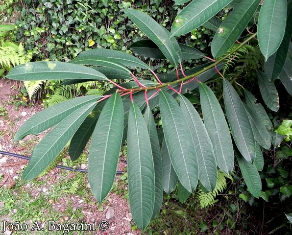 Sapium glandulosum