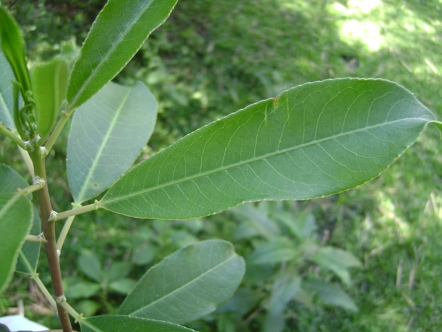 Sapium glandulosum