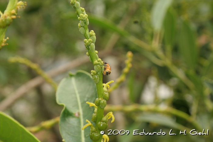 Sapium glandulosum