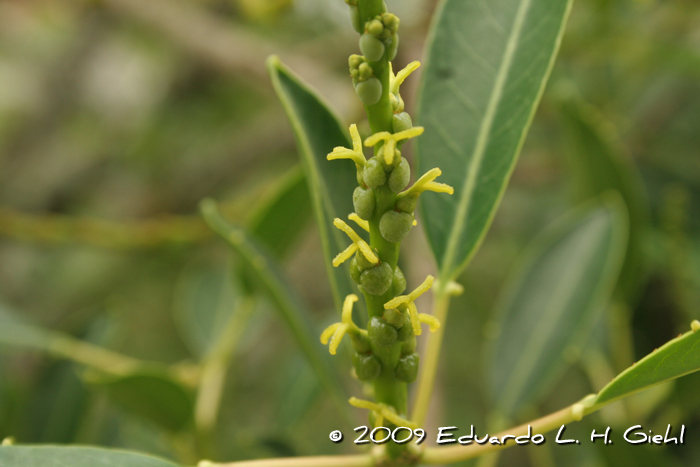 Sapium glandulosum