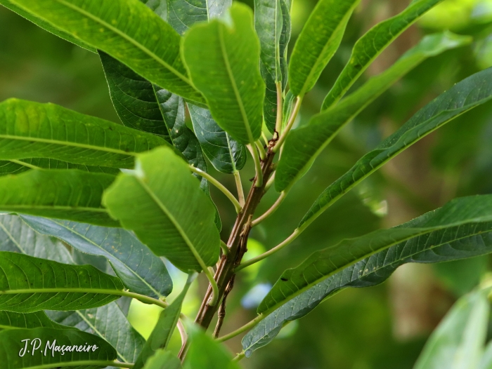 Sapium glandulosum