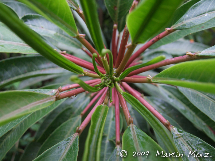 Sapium glandulosum