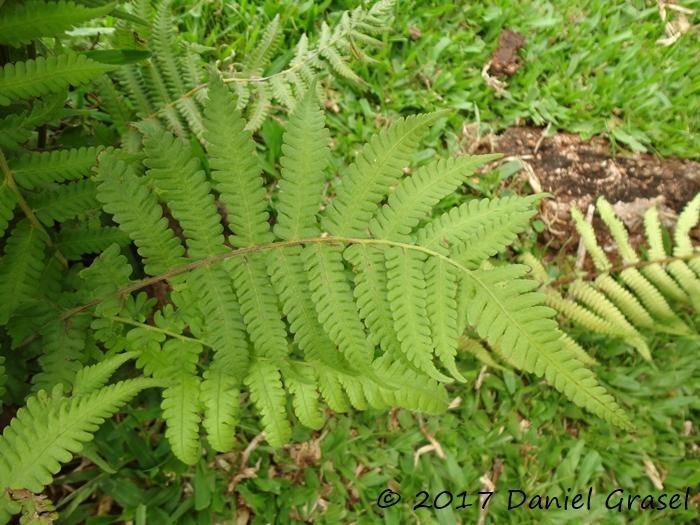 Thelypteris dentata