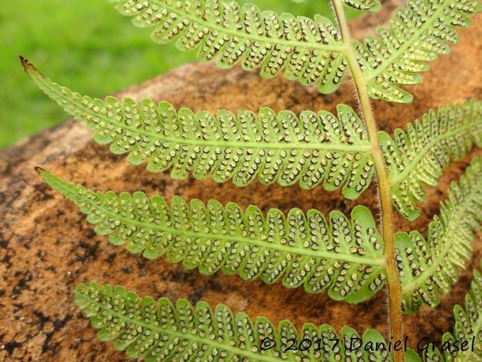 Thelypteris dentata