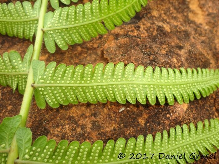 Thelypteris dentata