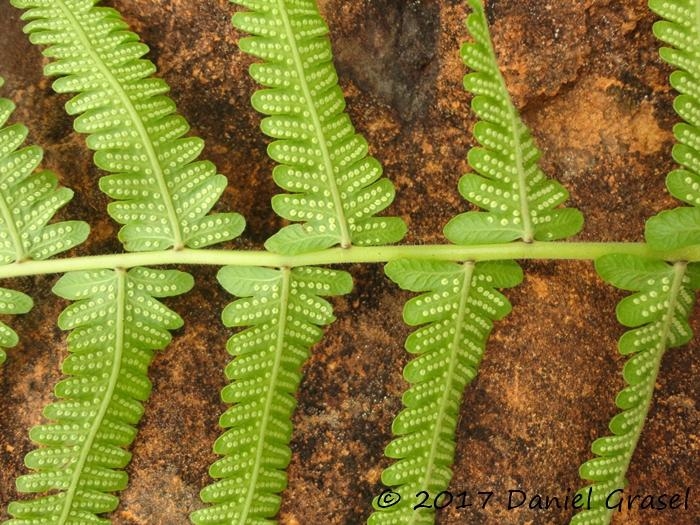 Thelypteris dentata