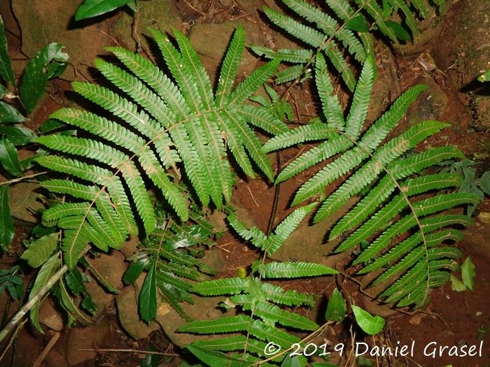 Thelypteris dentata