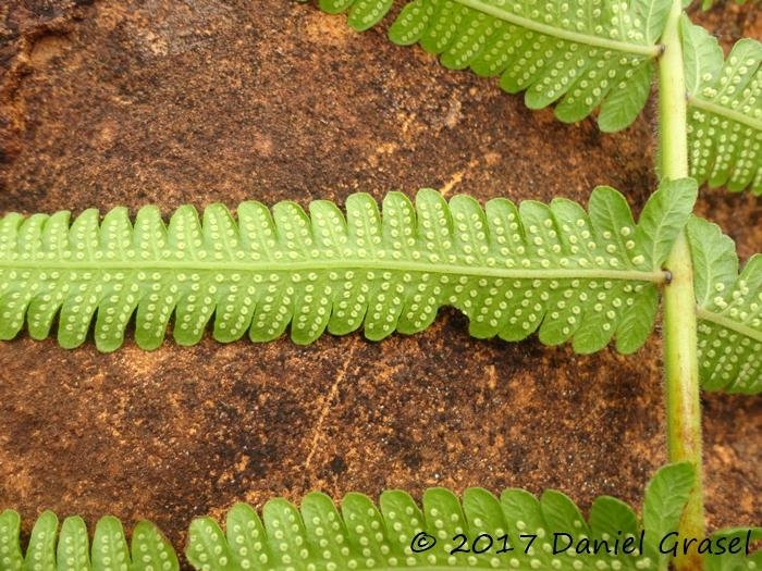 Thelypteris dentata