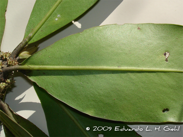 Myrsine guianensis