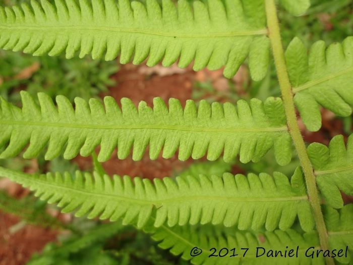 Thelypteris dentata