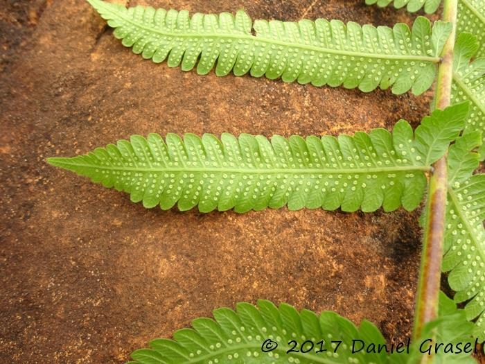 Thelypteris dentata