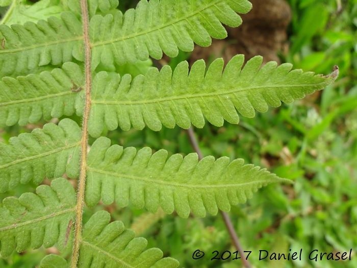 Thelypteris dentata