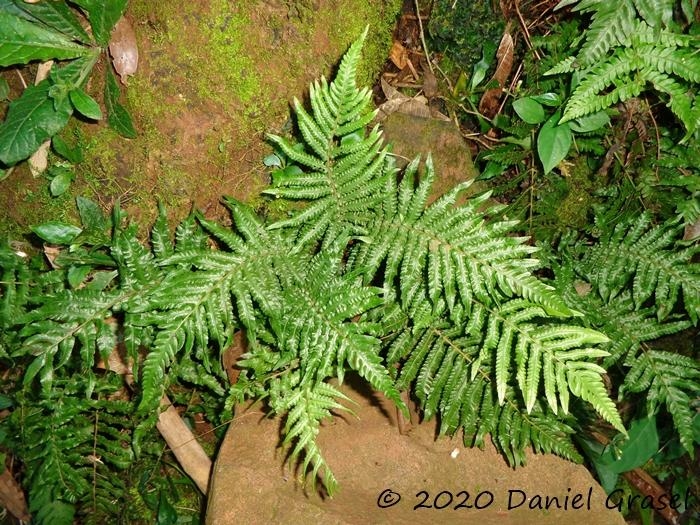 Thelypteris riograndensis