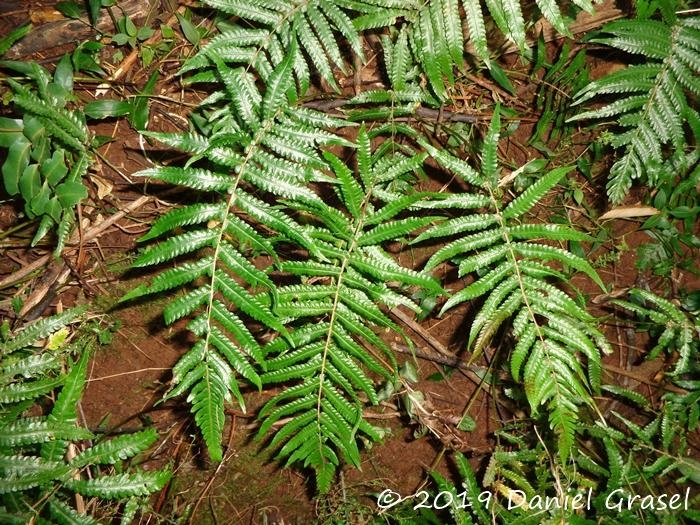 Thelypteris riograndensis