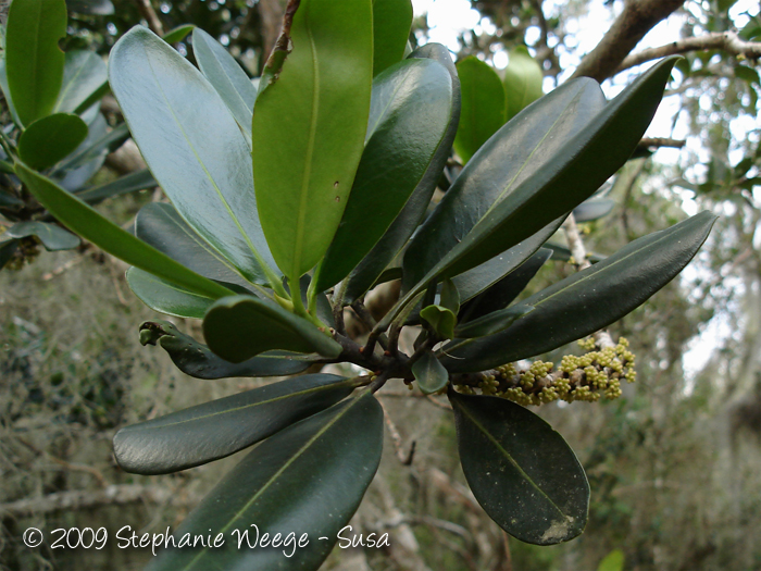 Myrsine guianensis