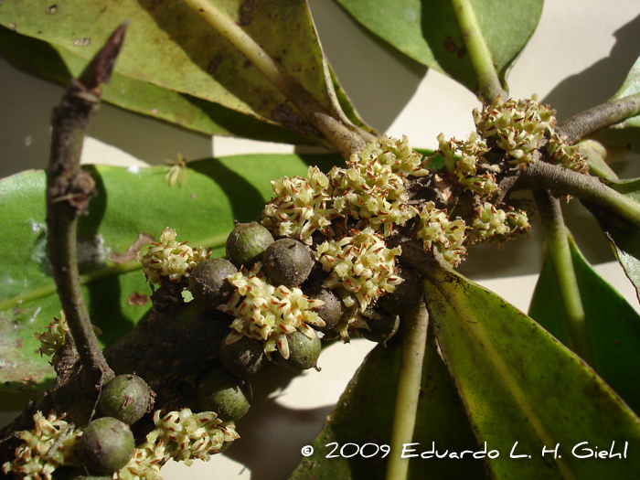 Myrsine guianensis