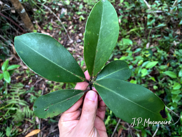 Myrsine guianensis