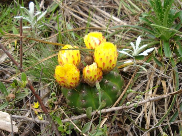 Parodia ottonis