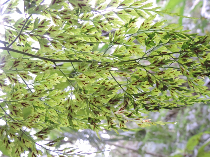 Asplenium scandicinum