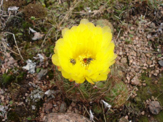 Parodia ottonis