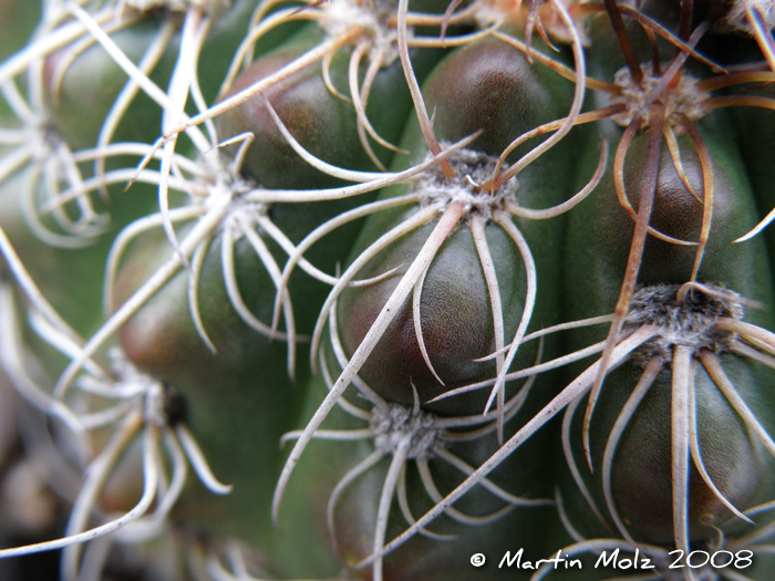 Parodia ottonis