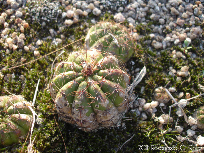 Parodia ottonis