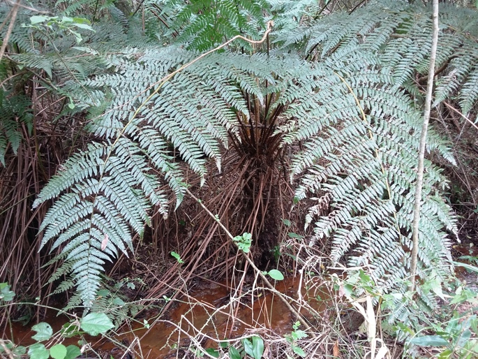 Cyathea atrovirens