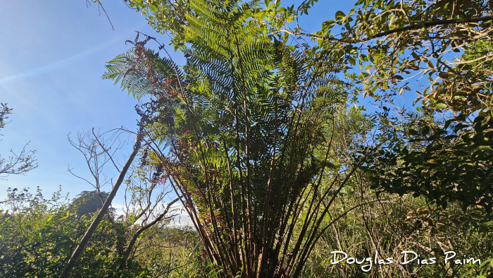 Cyathea atrovirens