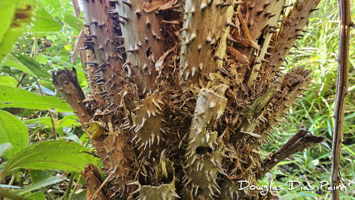 Cyathea atrovirens