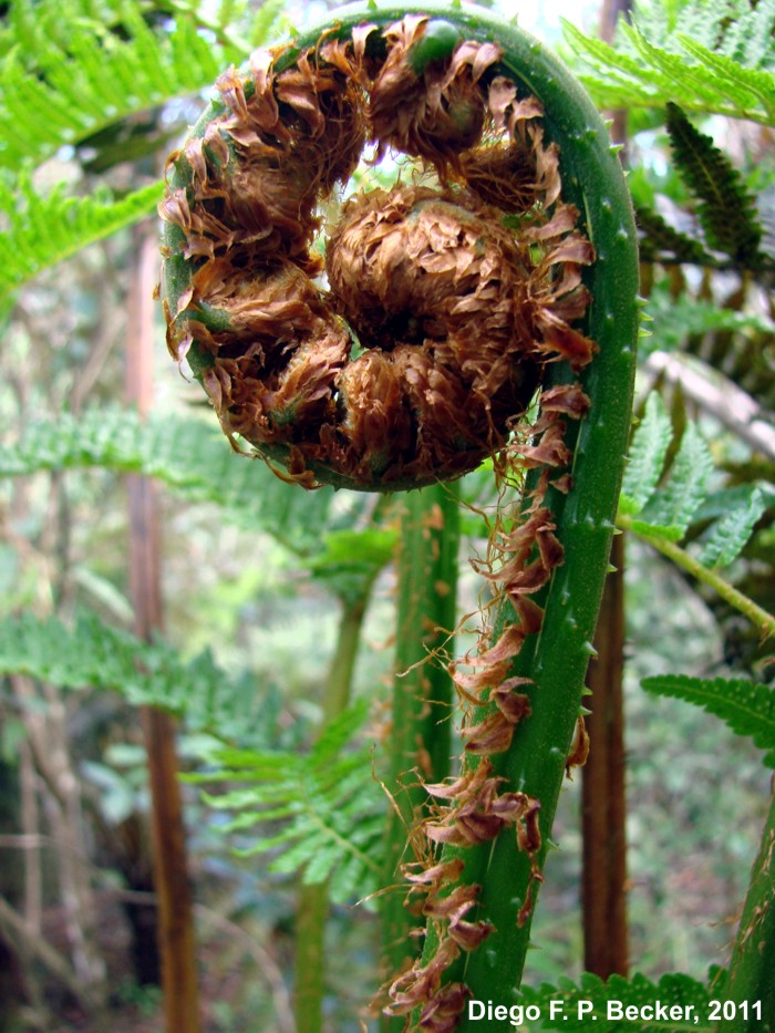 Cyathea atrovirens