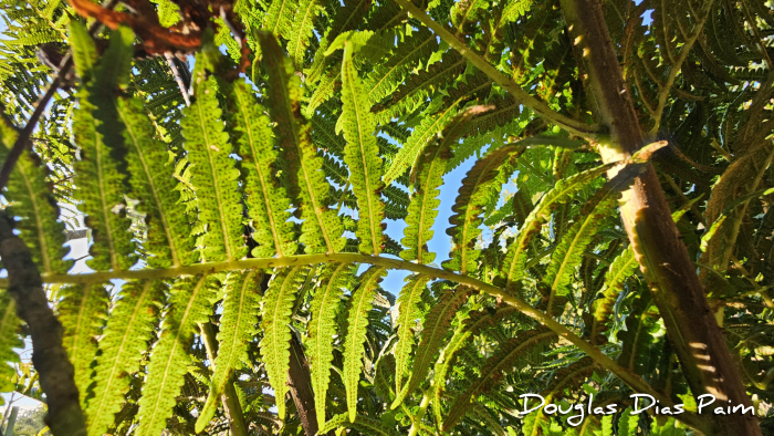 Cyathea atrovirens