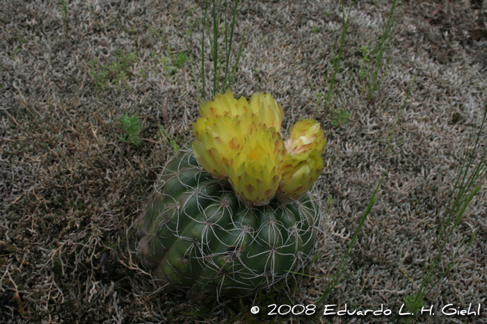 Parodia ottonis