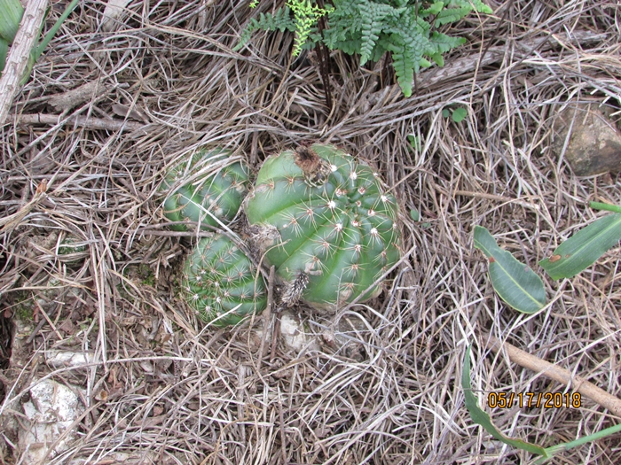 Parodia ottonis