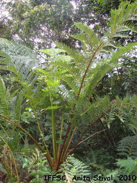 Cyathea atrovirens