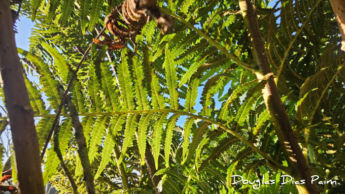 Cyathea atrovirens