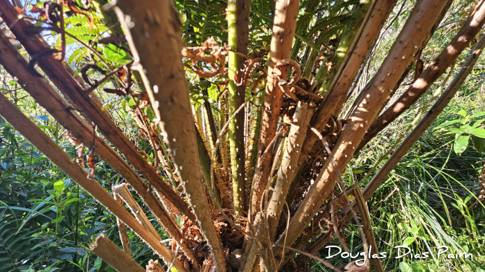 Cyathea atrovirens