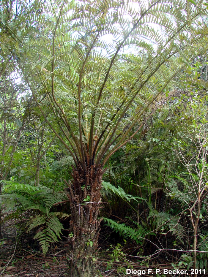 Cyathea atrovirens