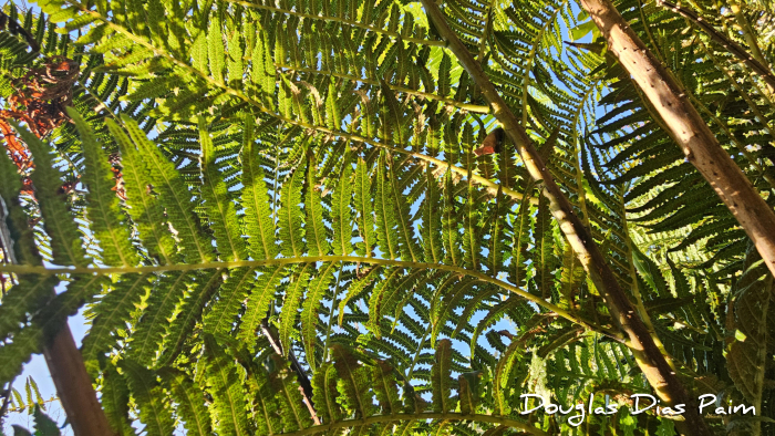 Cyathea atrovirens