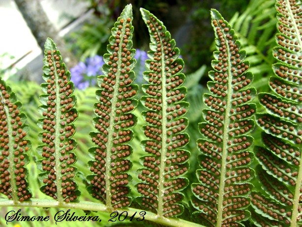 Cyathea atrovirens