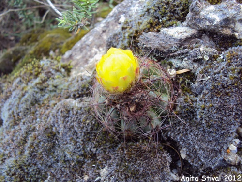 Parodia ottonis