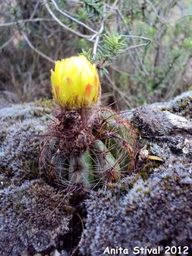 Parodia ottonis